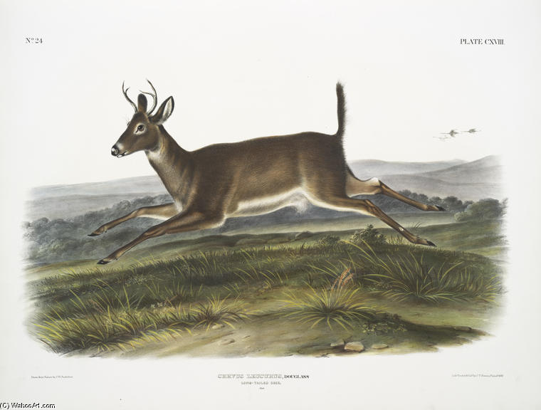Cervus Leucurus, Long-tailed Deer. Male — John James Audubon