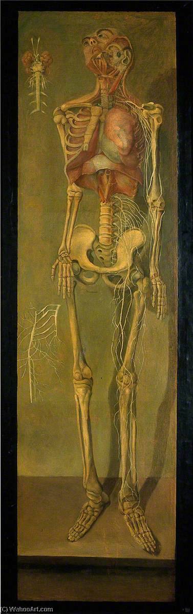 A Skeleton With The Left Ribs Removed, With Some Nerves And Viscera — Jacques Fabien Gautier Dagoty