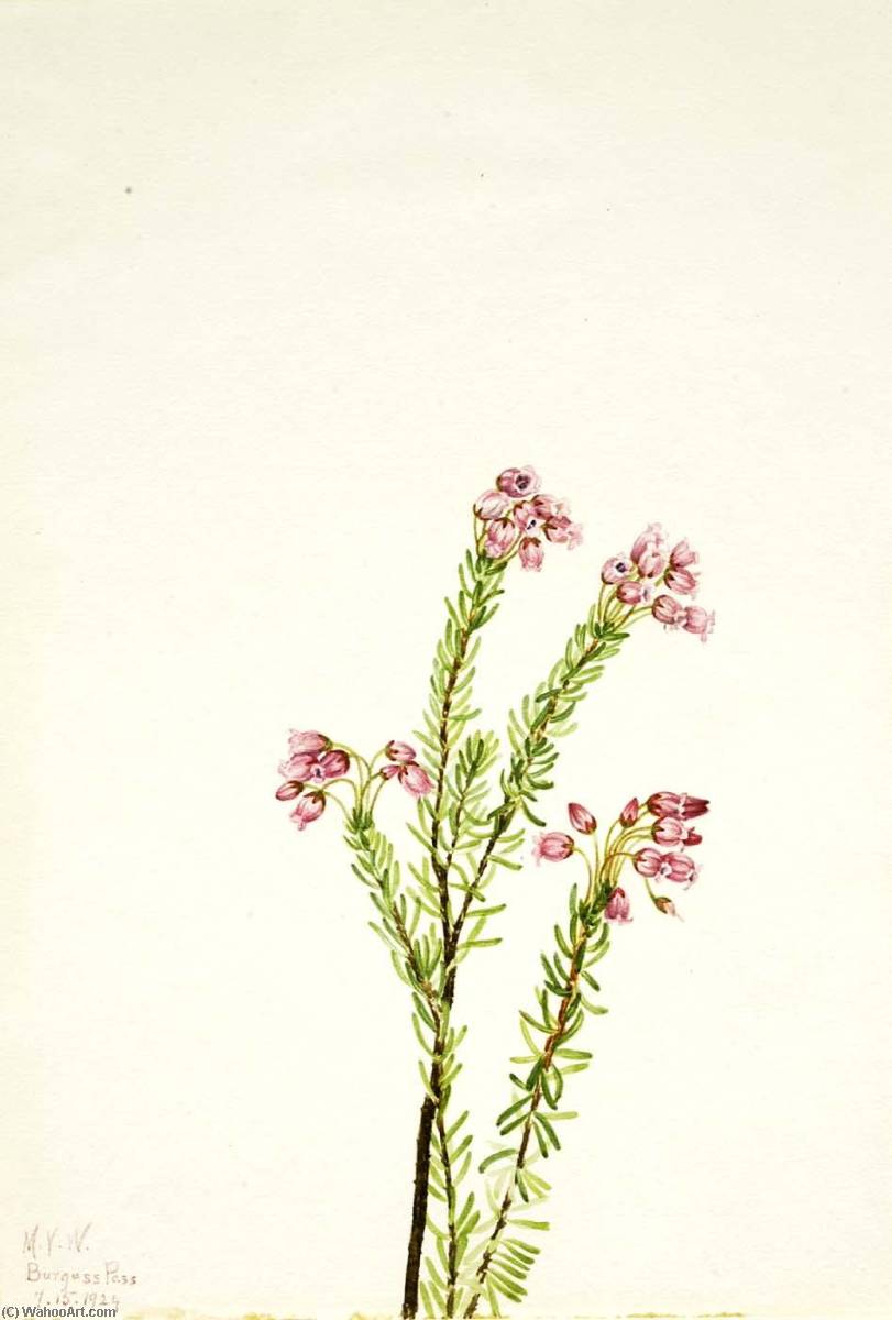 Pink Mountain Heather (phyllodoce Empetriformis) — Mary Vaux Walcott
