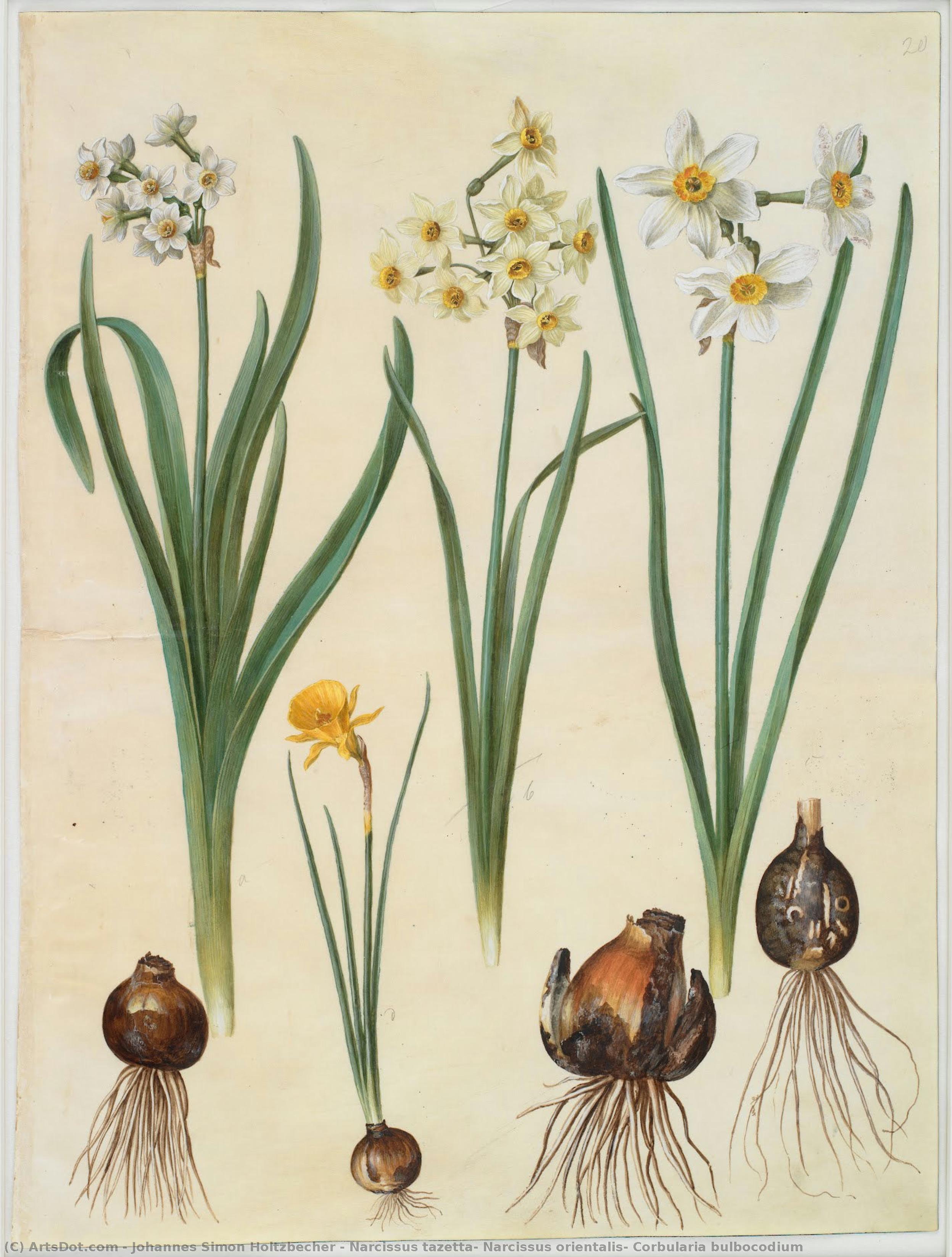 Narcissus Tazetta; Narcissus Orientalis; Corbularia Bulbocodium — Johannes Simon Holtzbecher