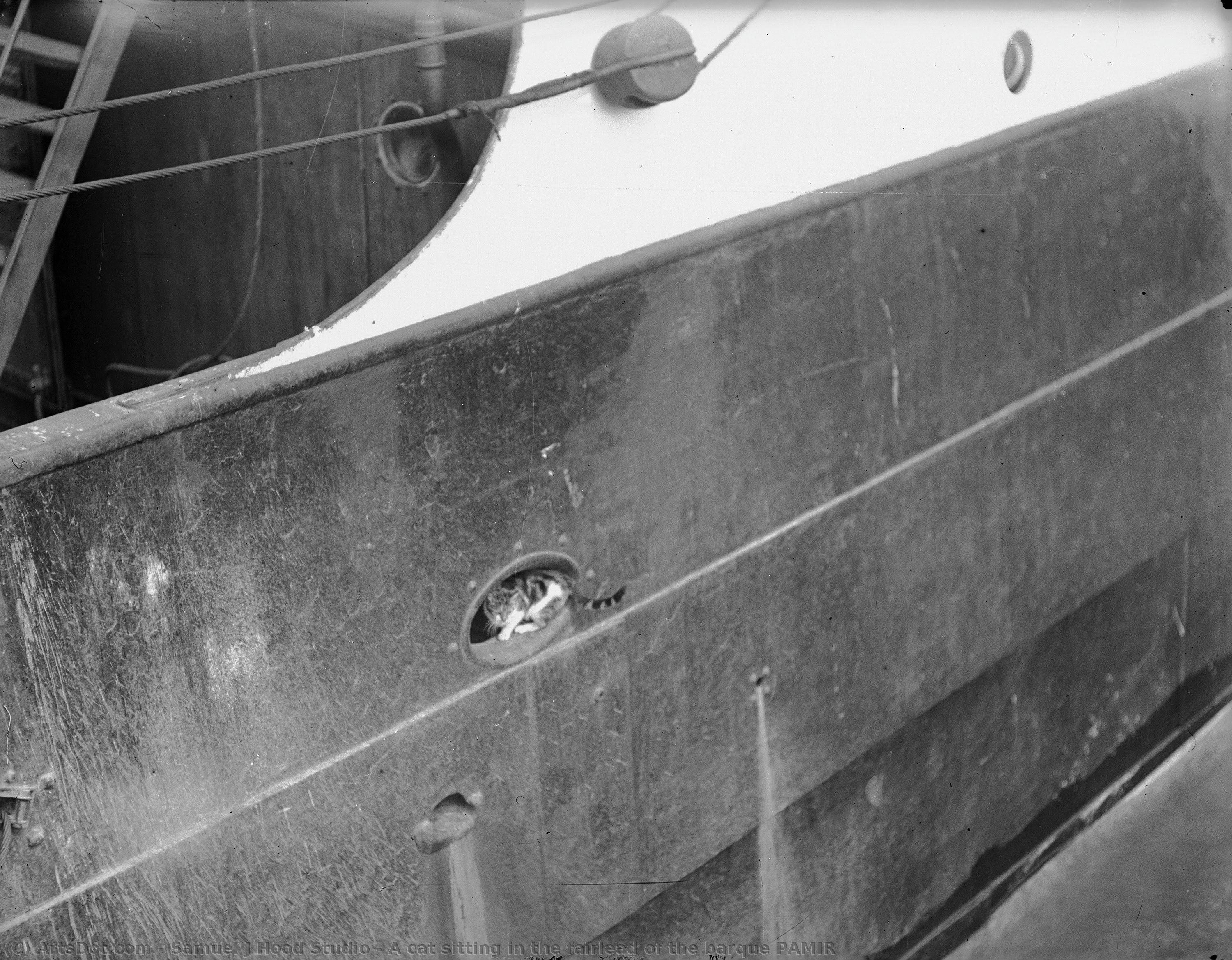 A Cat Sitting In The Fairlead Of The Barque Pamir — Samuel J Hood Studio