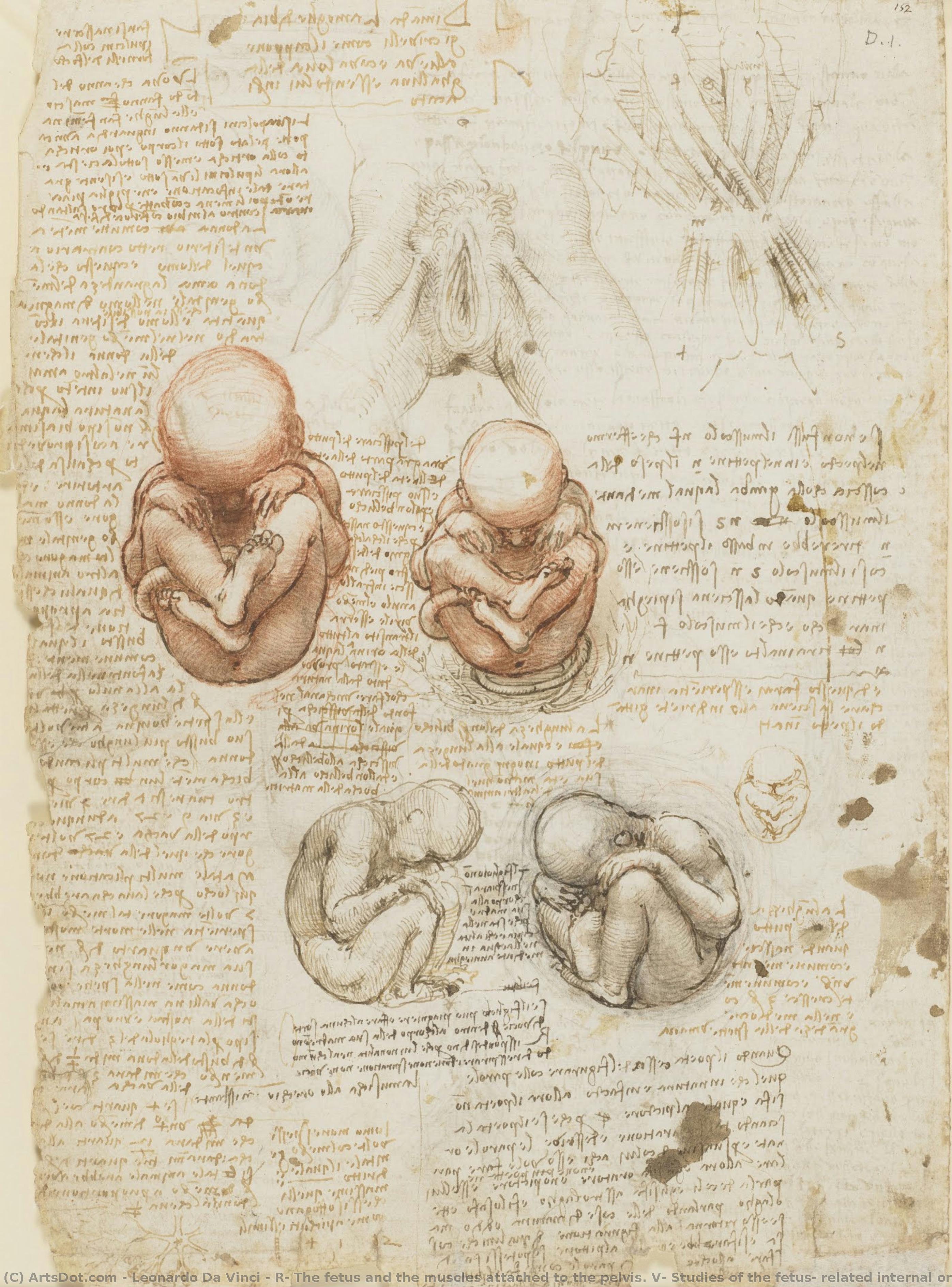 R: Das Kind Und Die Muskeln, Die Das Becken Umgeben. V: Studien Über Das Kind, Interne Organe Und Den Arm — Leonardo Da Vinci