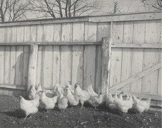 Agriculture Poultry — Frances Benjamin Johnston
