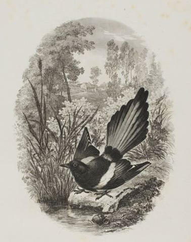 The Magpie — Charles-françois Daubigny