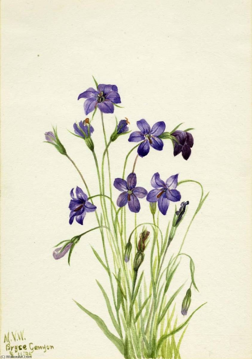Bellflower (campanula) — Mary Vaux Walcott