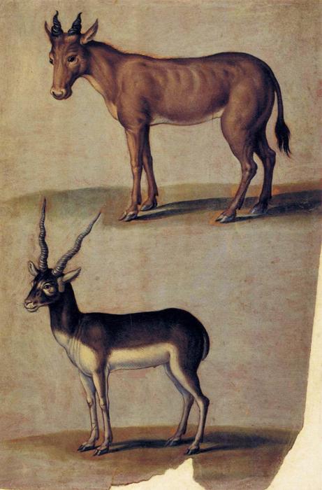 Red Hartebeest And Blackbuck — Ulisse Aldrovandi