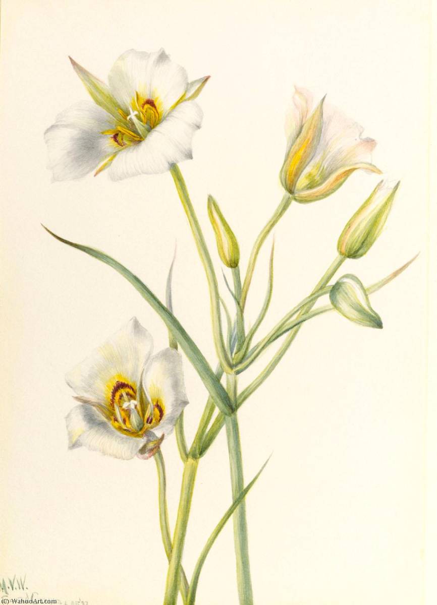 Sego Lily (calochortus Nuttallii) — Mary Vaux Walcott