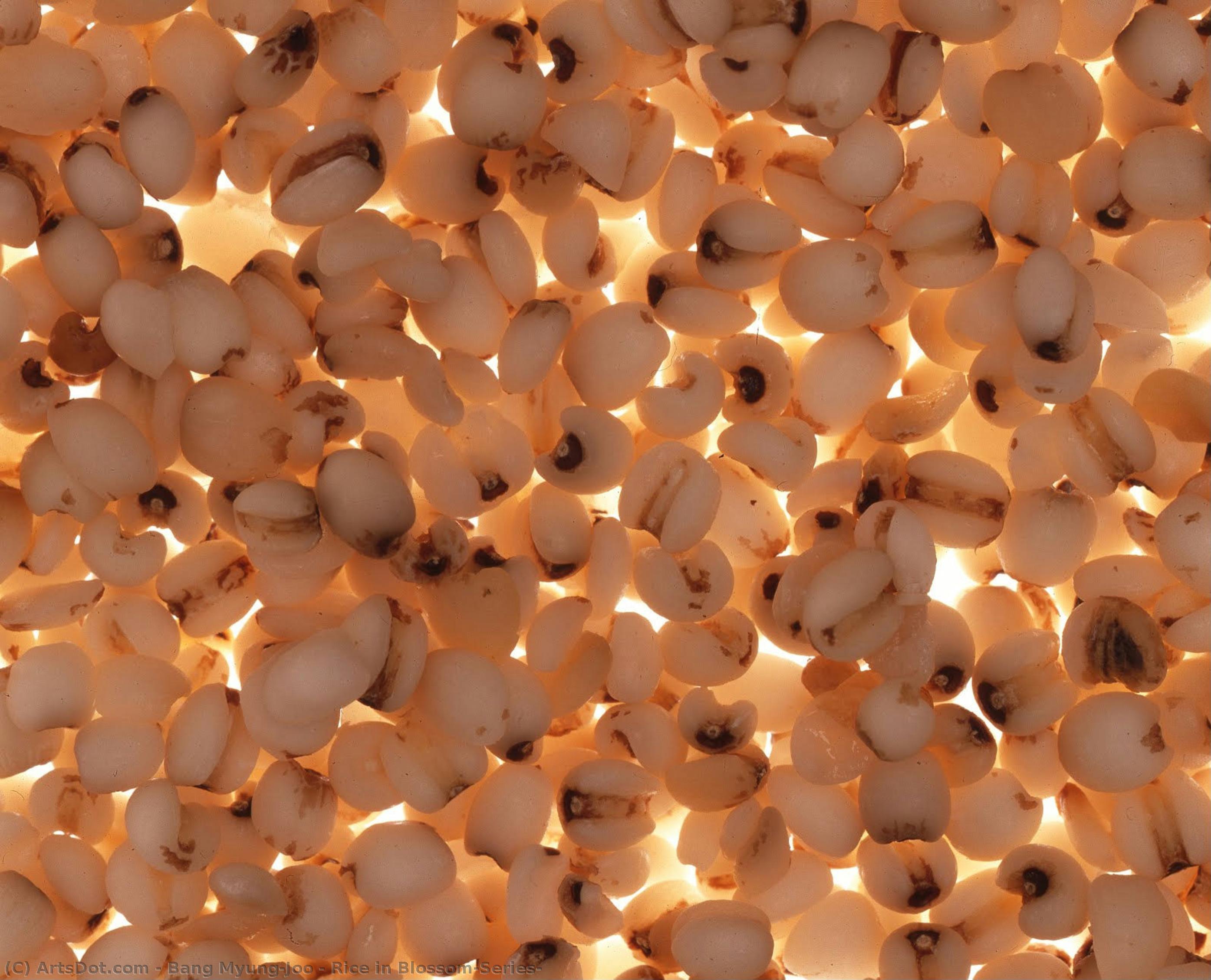 Rice In Blossom(series) — Bang Myung-joo