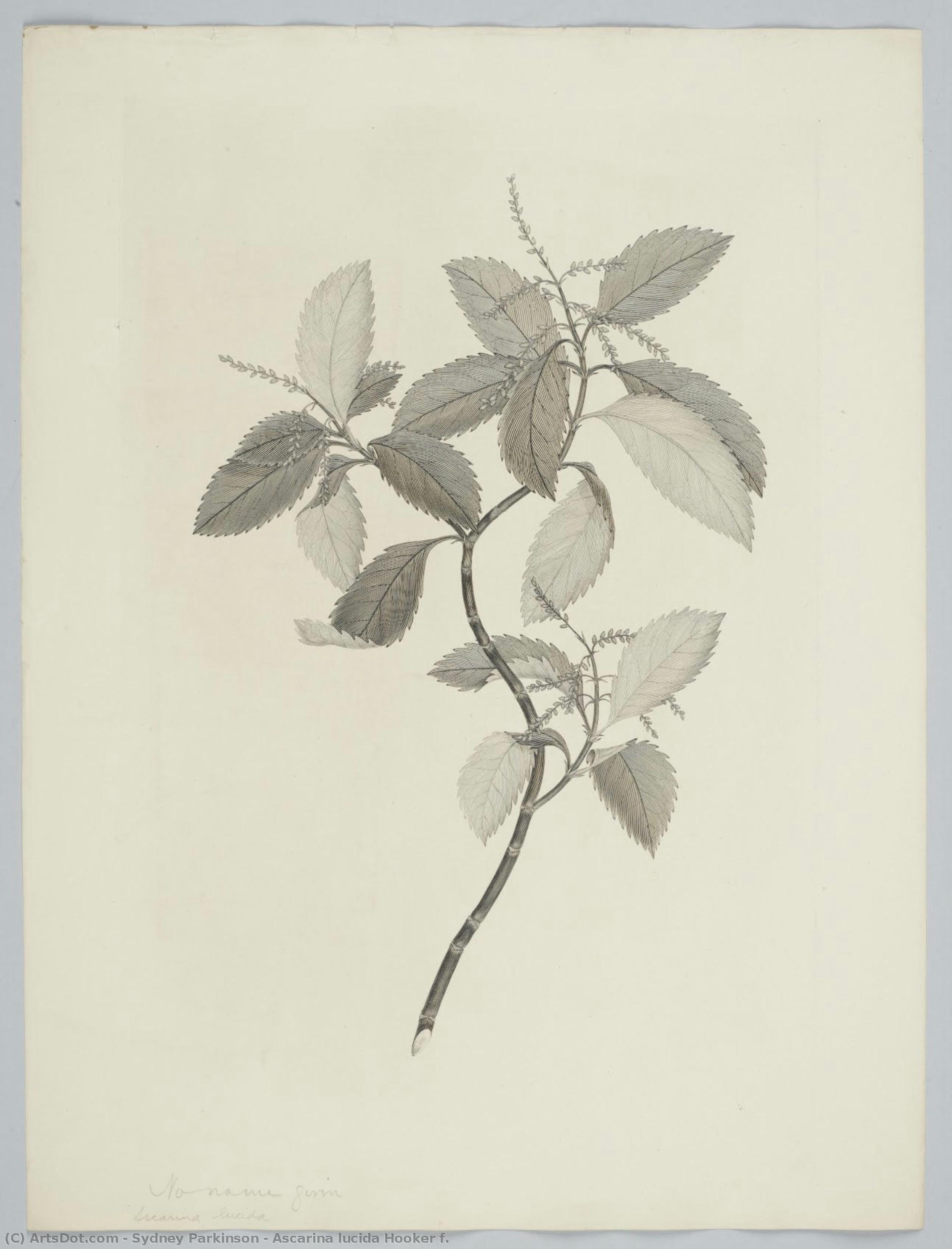 Ascarina Lucida Hooker F. — Sydney Parkinson