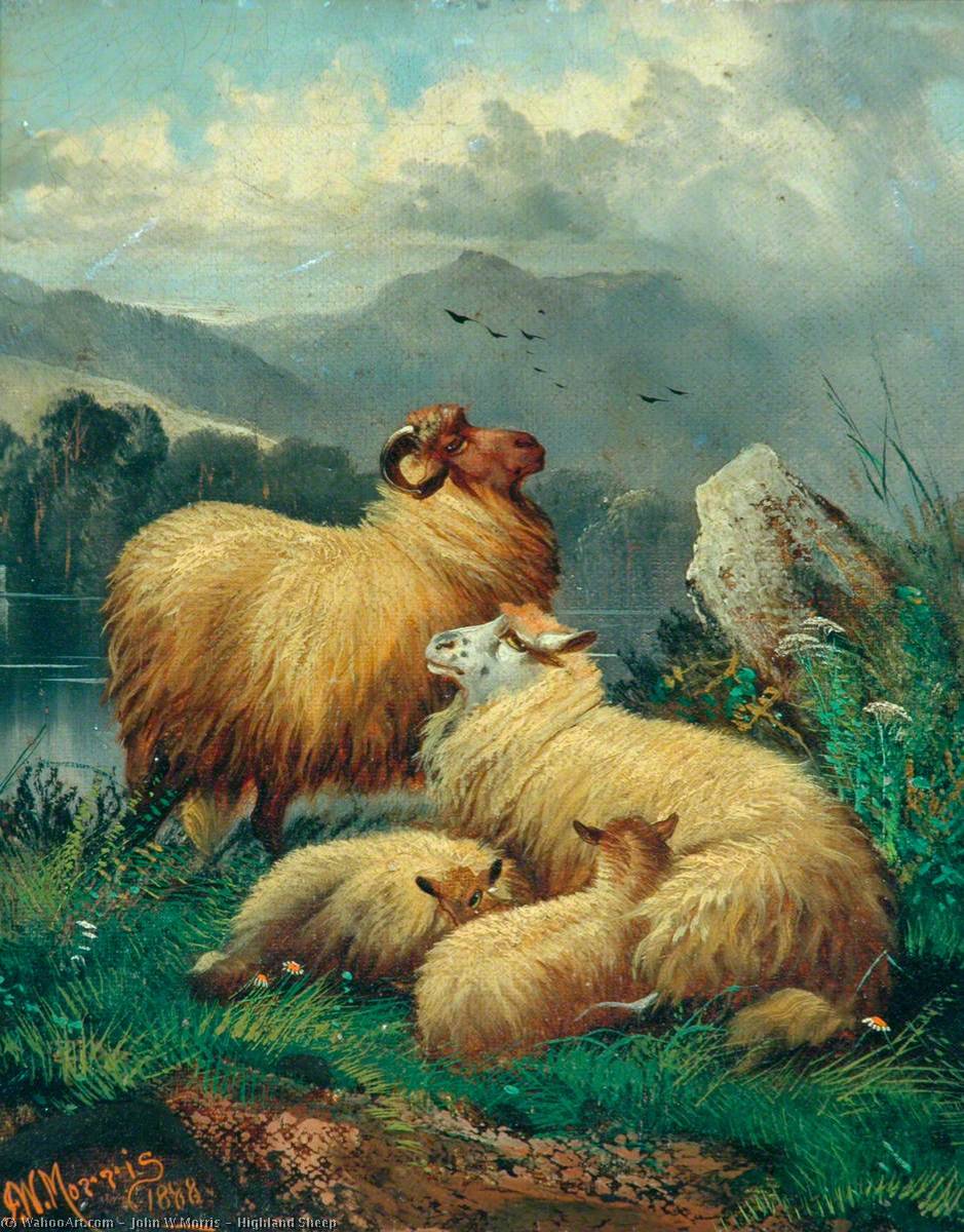 Highland Sheep — John Morris