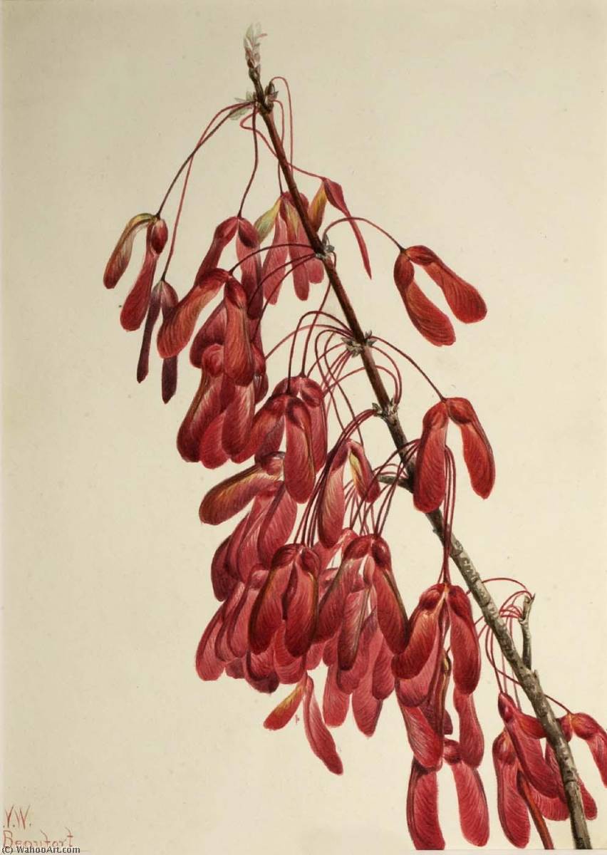 Carolina Maple (acer Carolinianum) — Mary Vaux Walcott