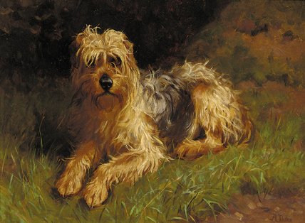 Soft Coated Wheaten Terrier — Alfred Duke