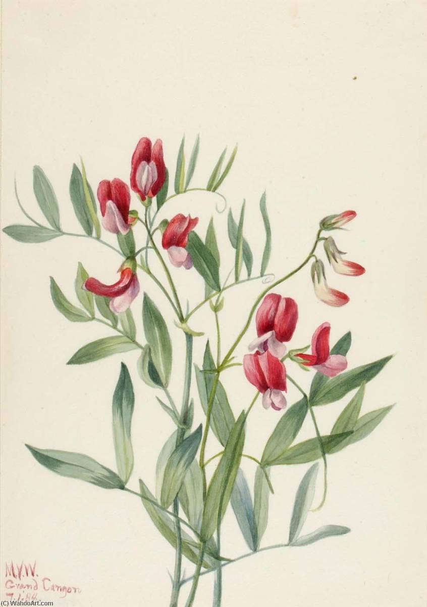 Wild Pea (lathyrus Decaphyllus) — Mary Vaux Walcott