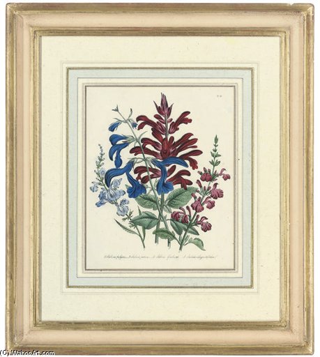 Flower Studies From The Ladies' Flower-garden Of Ornamental Annuals — Jane Loudon