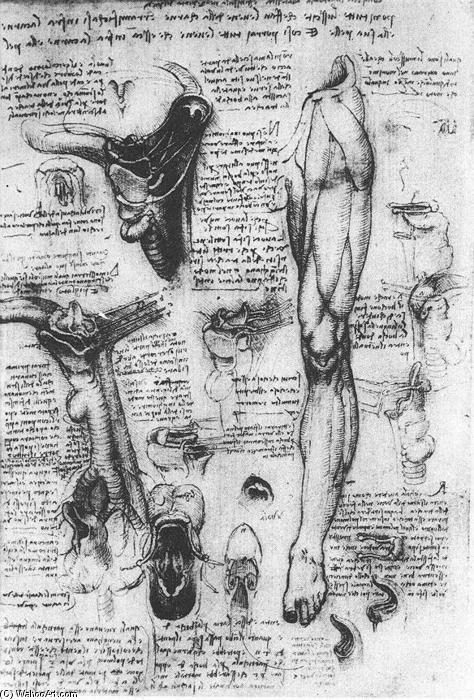 Anatomical Studies (larynx And Leg) — Leonardo Da Vinci