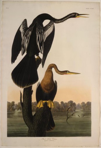 Black-bellied Darter — ロバート・ハヴェル