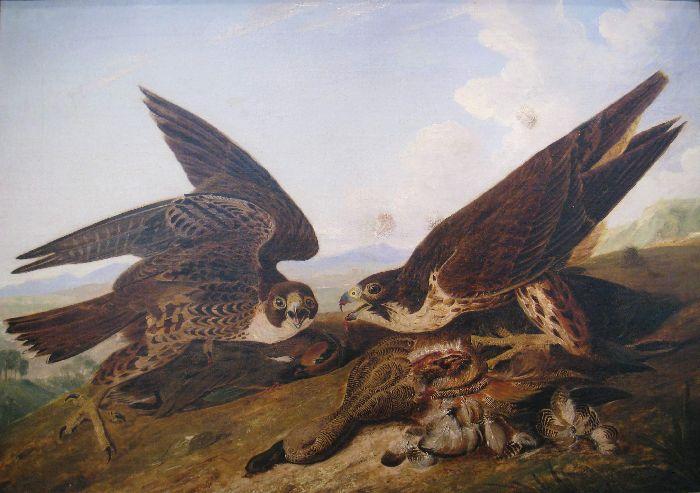 Duck Hawks — John James Audubon