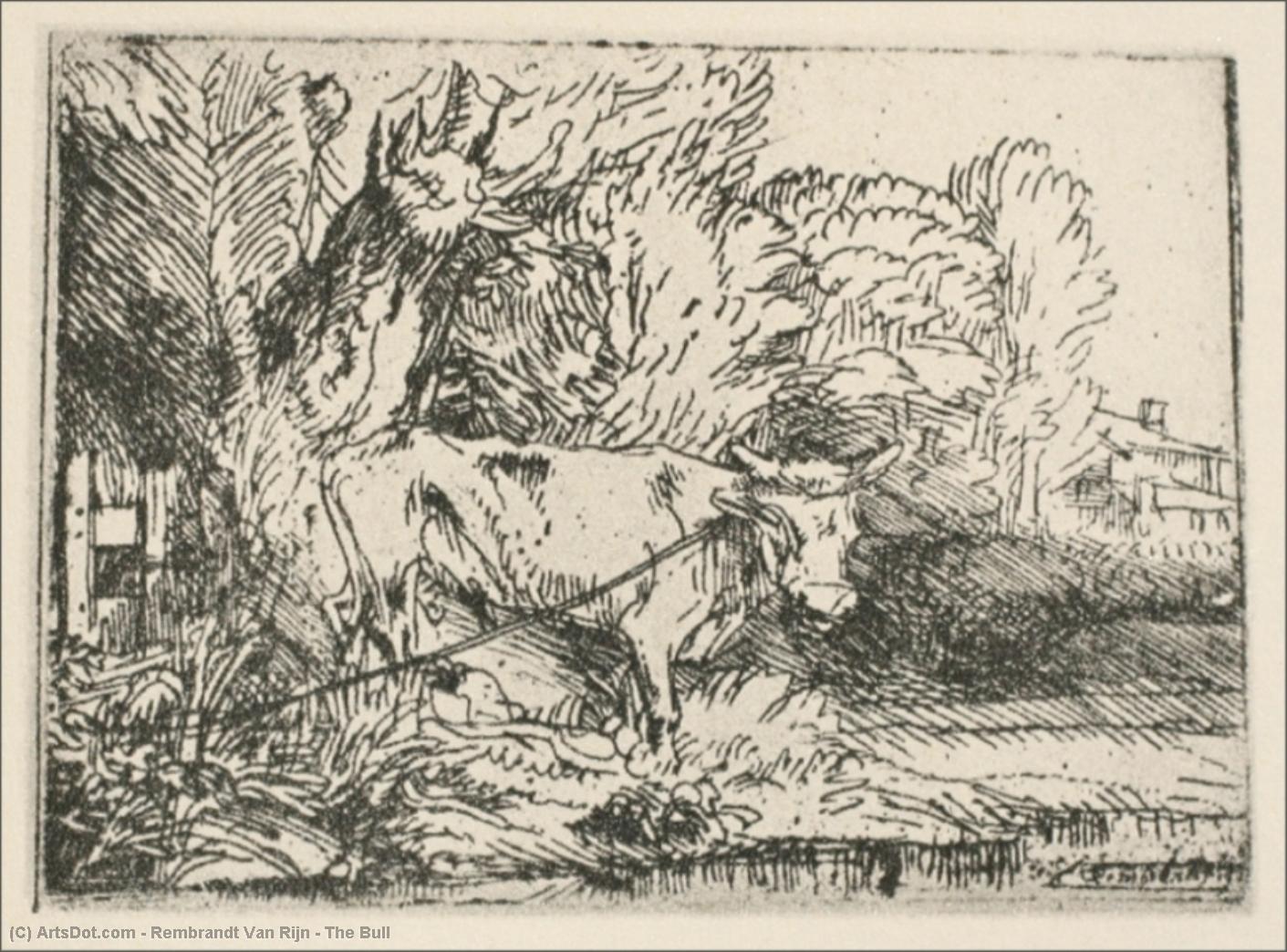 The Bull — Rembrandt Van Rijn