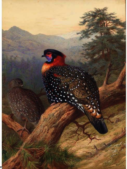 A Pair Of Western Tragopans — Арчибалд Торбурн