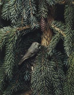 Ruby Crowned Kinglet — Элиот Портер