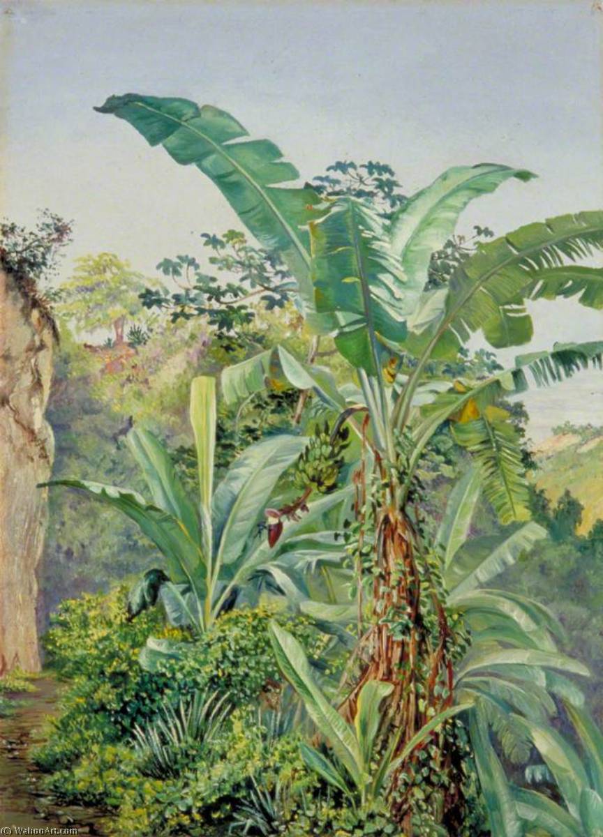 Studie Von Bananen- Und Trompetenbaum, Jamaika — Marianne North