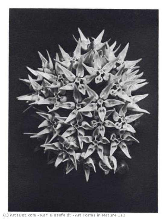 Art Forms In Nature 113 — Karl Blossfeldt
