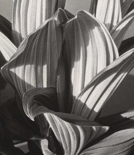 Glacial Lily — Imogen Cunningham