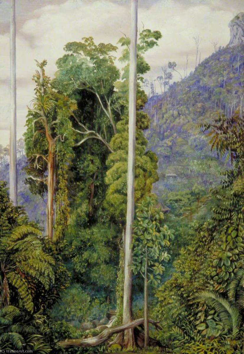 Blick Auf Den Hügel Von Tegora, Borneo — Marianne North