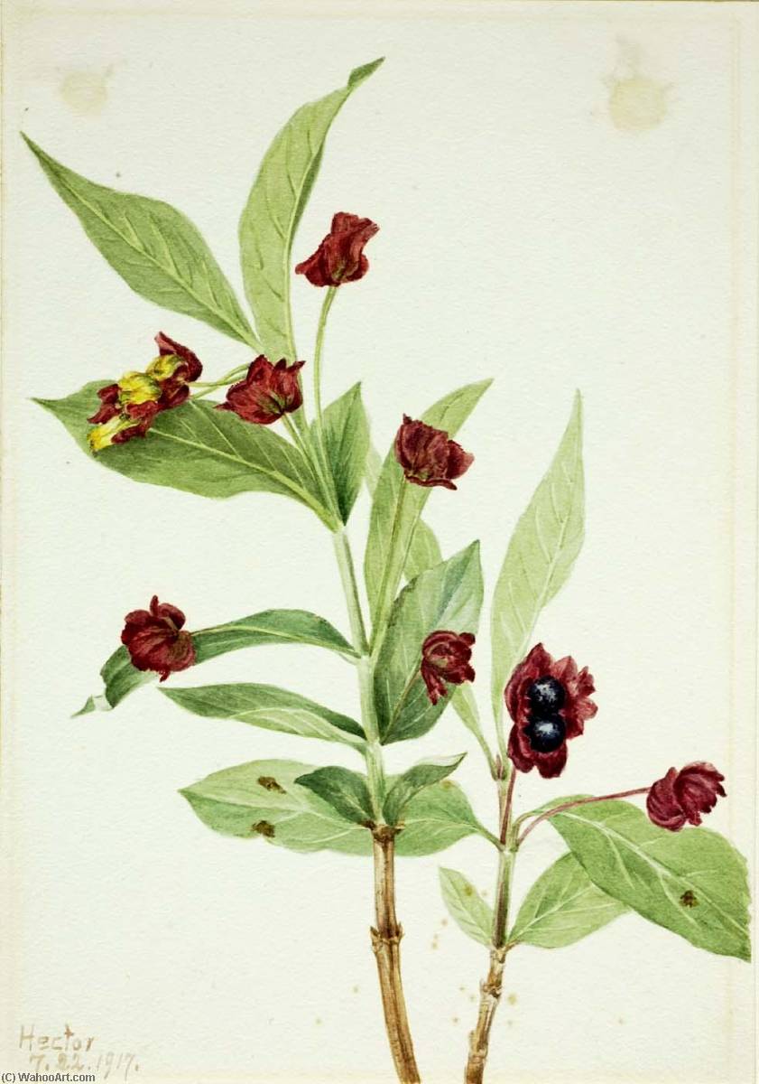 Bearberry Honeysuckle (lonicera Involucrata) — Mary Vaux Walcott