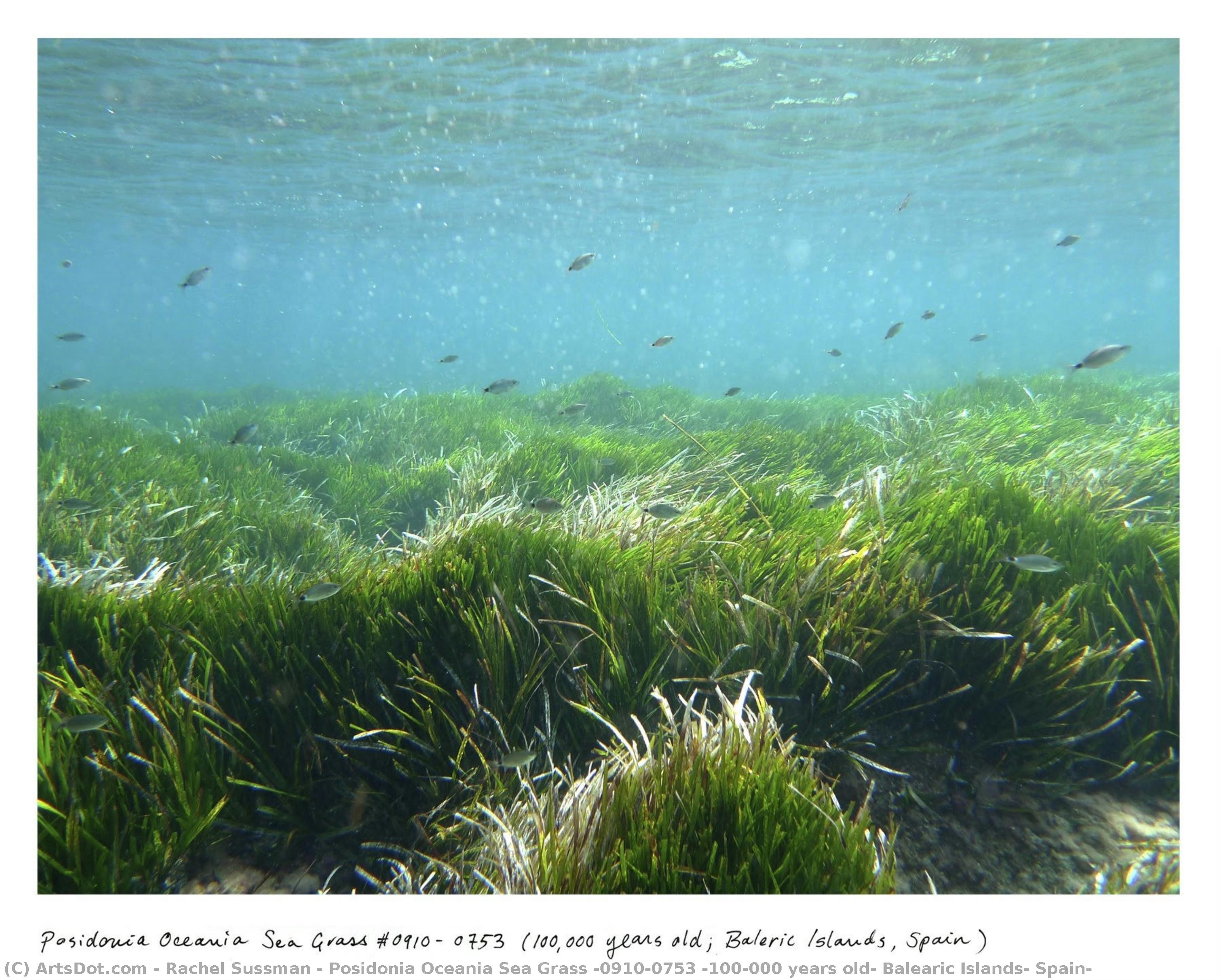 Posidonia Oceania Sea Grass #0910-0753 (100,000 Years Old, Balearic Islands, Spain) — Rachel Sussman