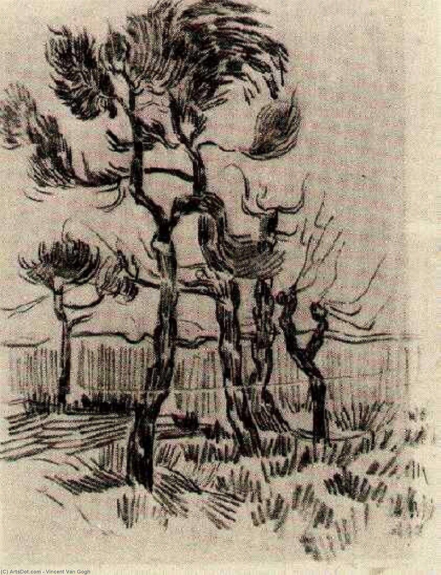 Pinienbäume Vor Der Wand Des Asyls Nr. 4 — Vincent Willem Van Gogh