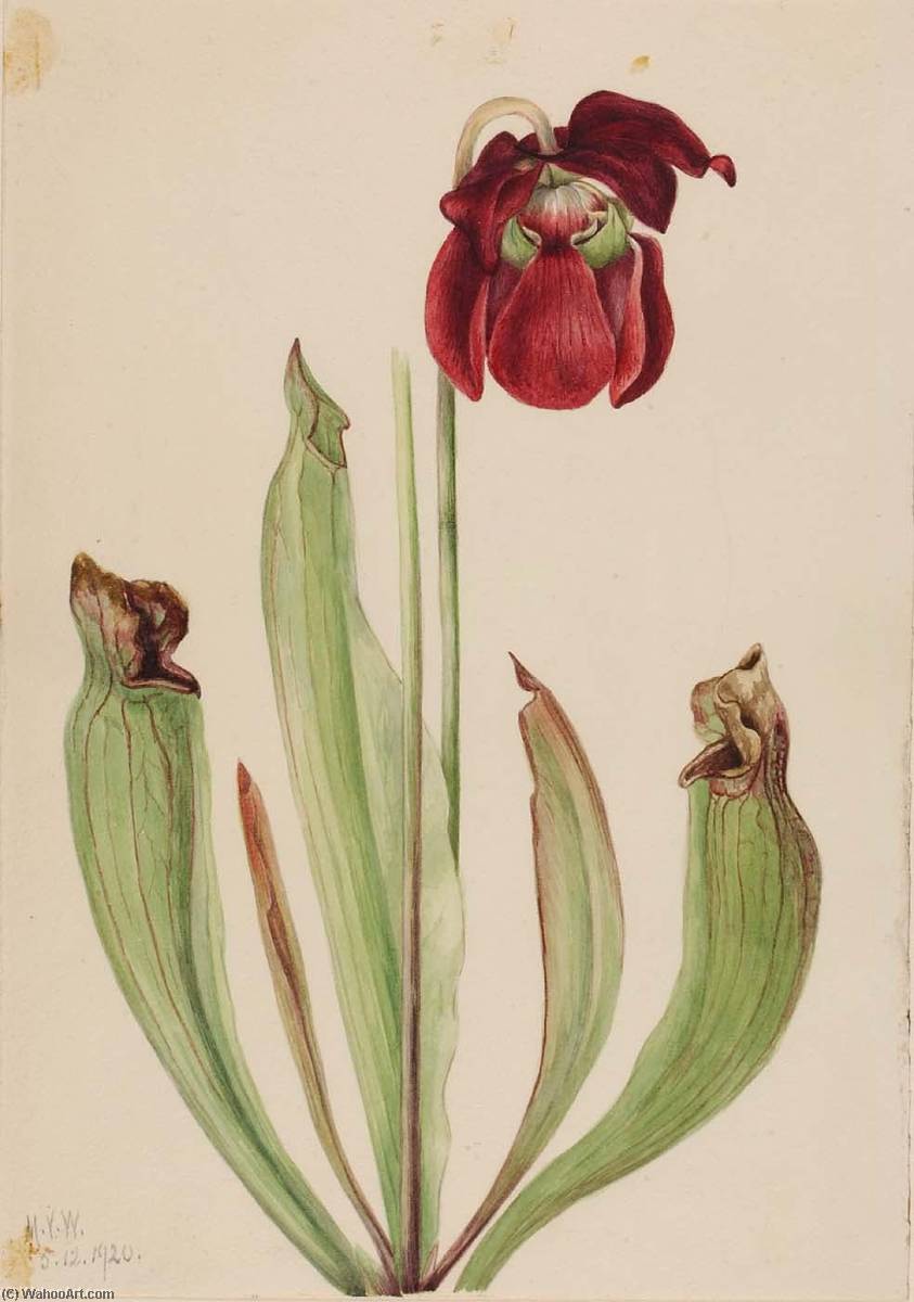 Hybrid Pitcherplant (sarracenia Rubra Xs Purpurea Venosa) — Meri Moris Voks Volkot