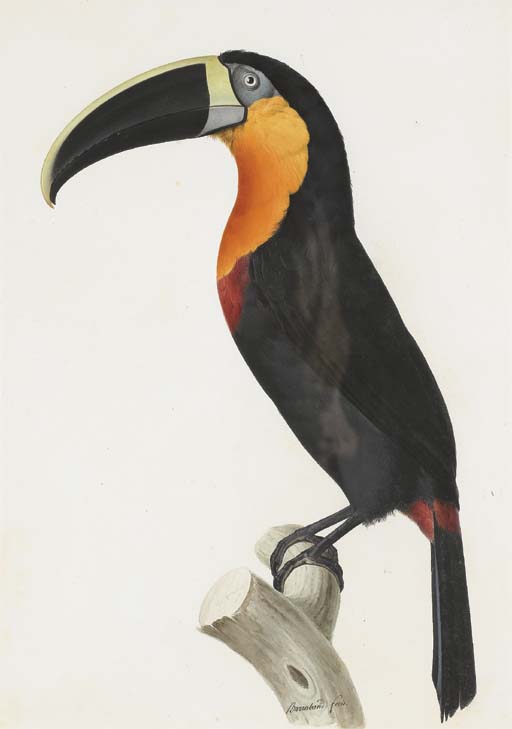 Ramphastos Vitellinus — ジャック・バラバン