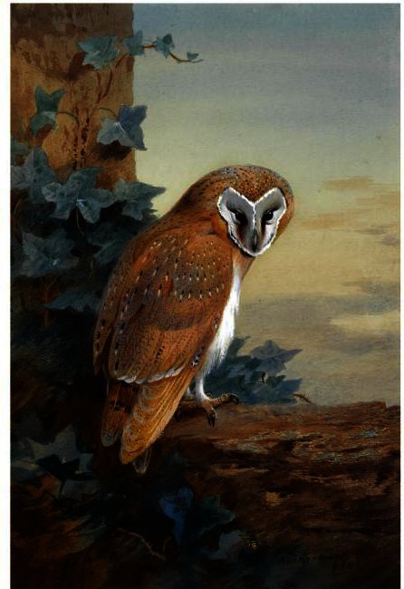 A Barn Owl — アーチボルド・ソーバーン
