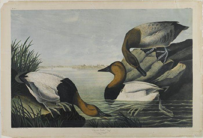 Canvas-backed Duck — John James Audubon