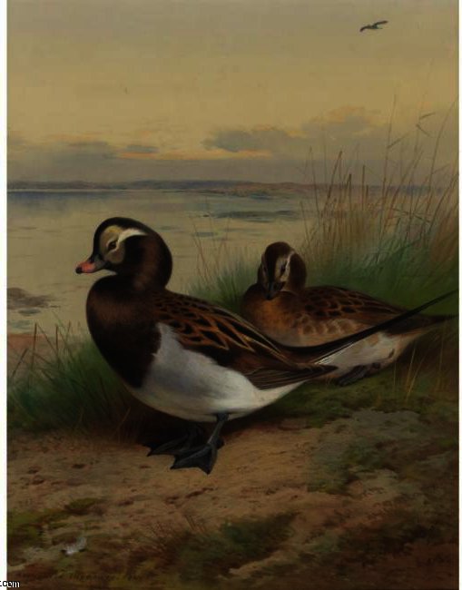 Long Tailed Duck, Summer — Archibald Thorburn