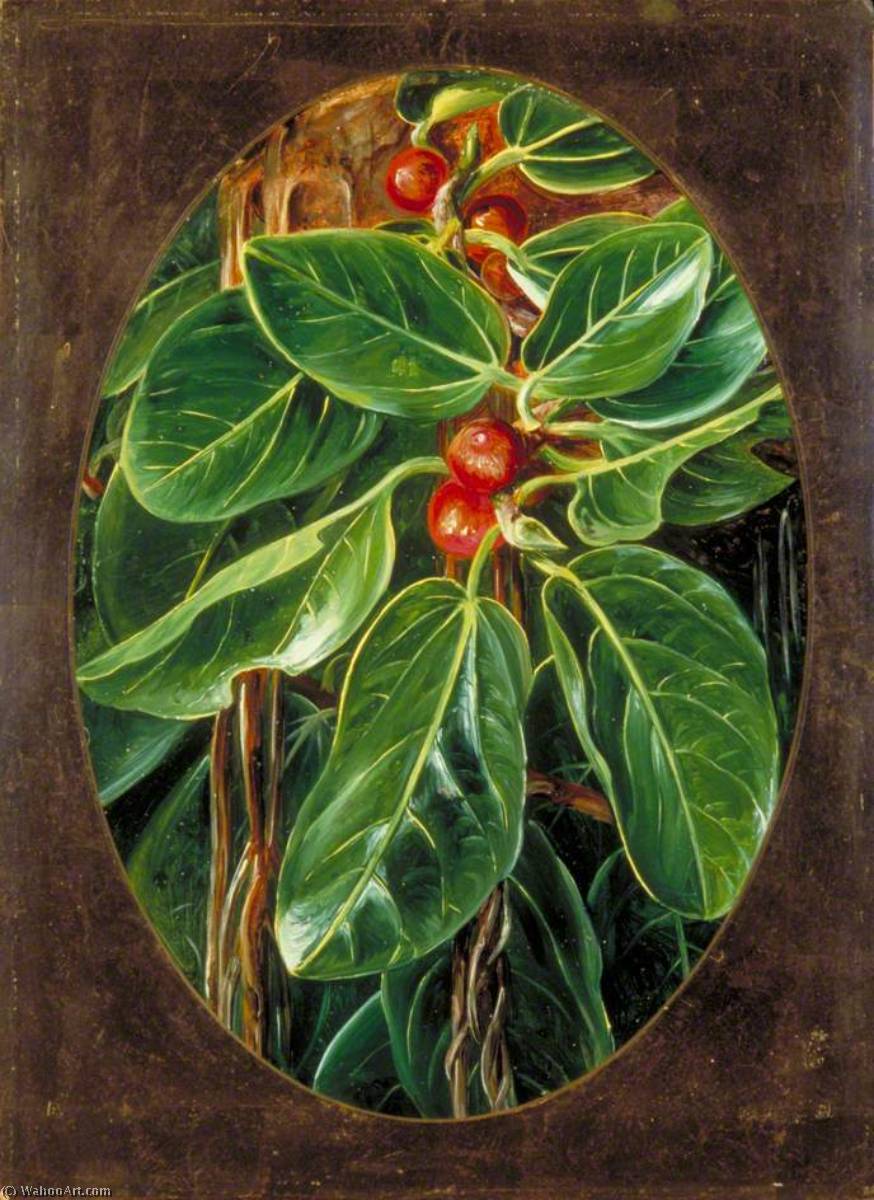 Laub Und Früchte Des Banyan-baumes — Marianne North