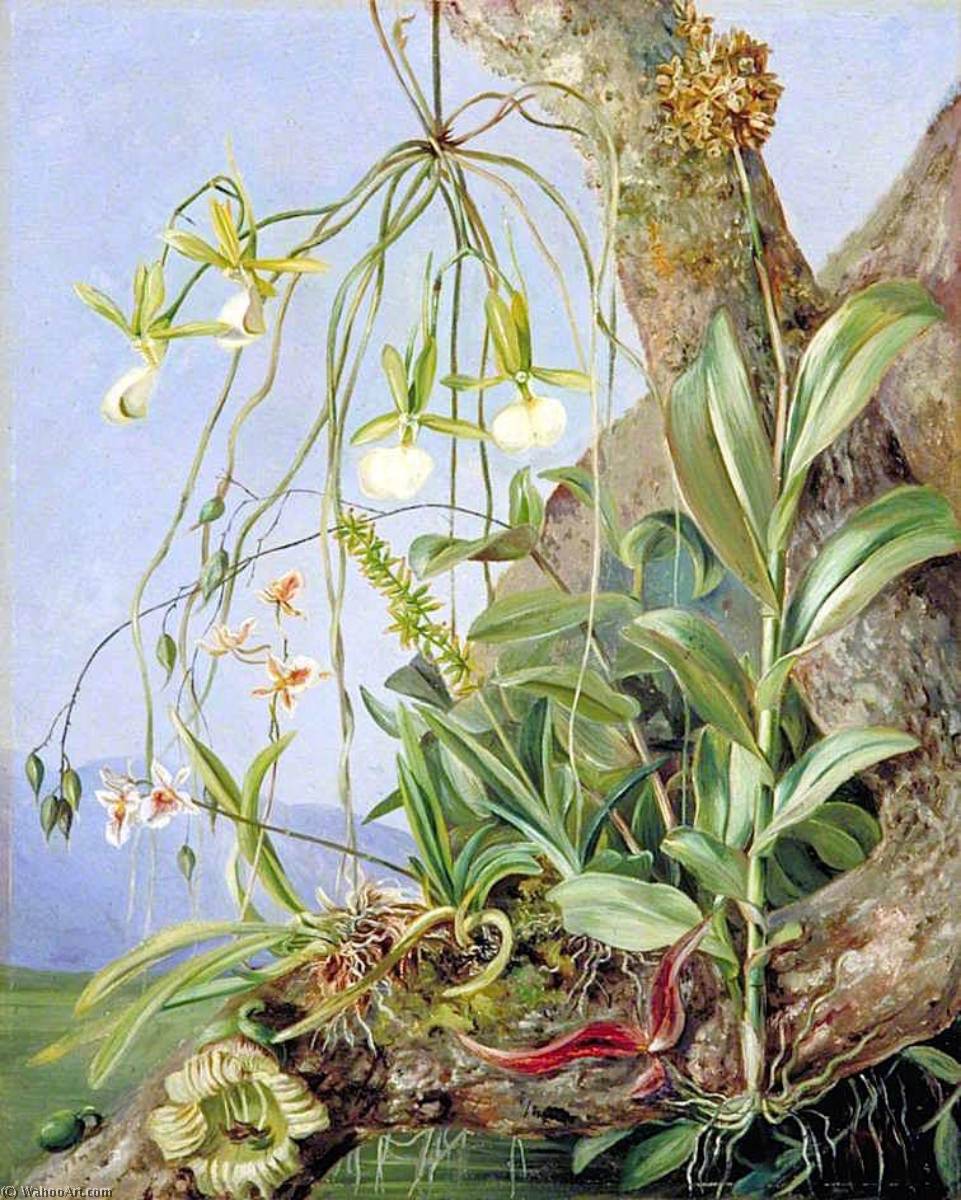 Jamaican Orchids Growing On A Branch Of The Calabash Tree — Marianne North