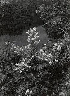 The Bank Of The Muro River (summer) — Ken Domon