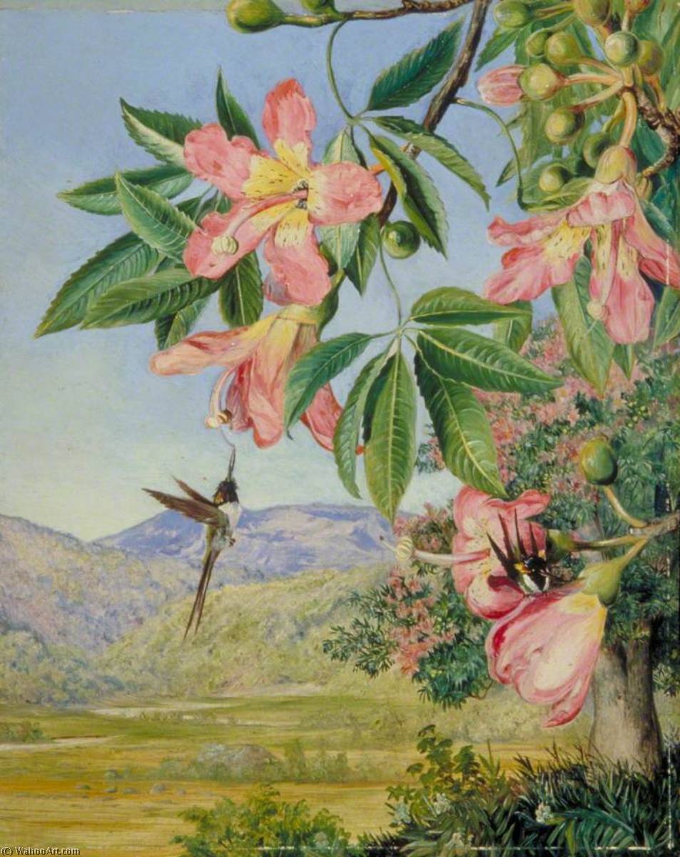 Blätter Und Blüten Einer Chorisia Und Doppelhaubenkolibris, Brasilien — Marianne North