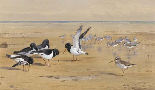 Oyster Catchers, Redshank And Dunlin — Archibald Thorburn