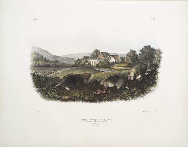 Scallops Aquaticus, Common American Shrew Mole. Natural Size. Male ^ Female — John James Audubon