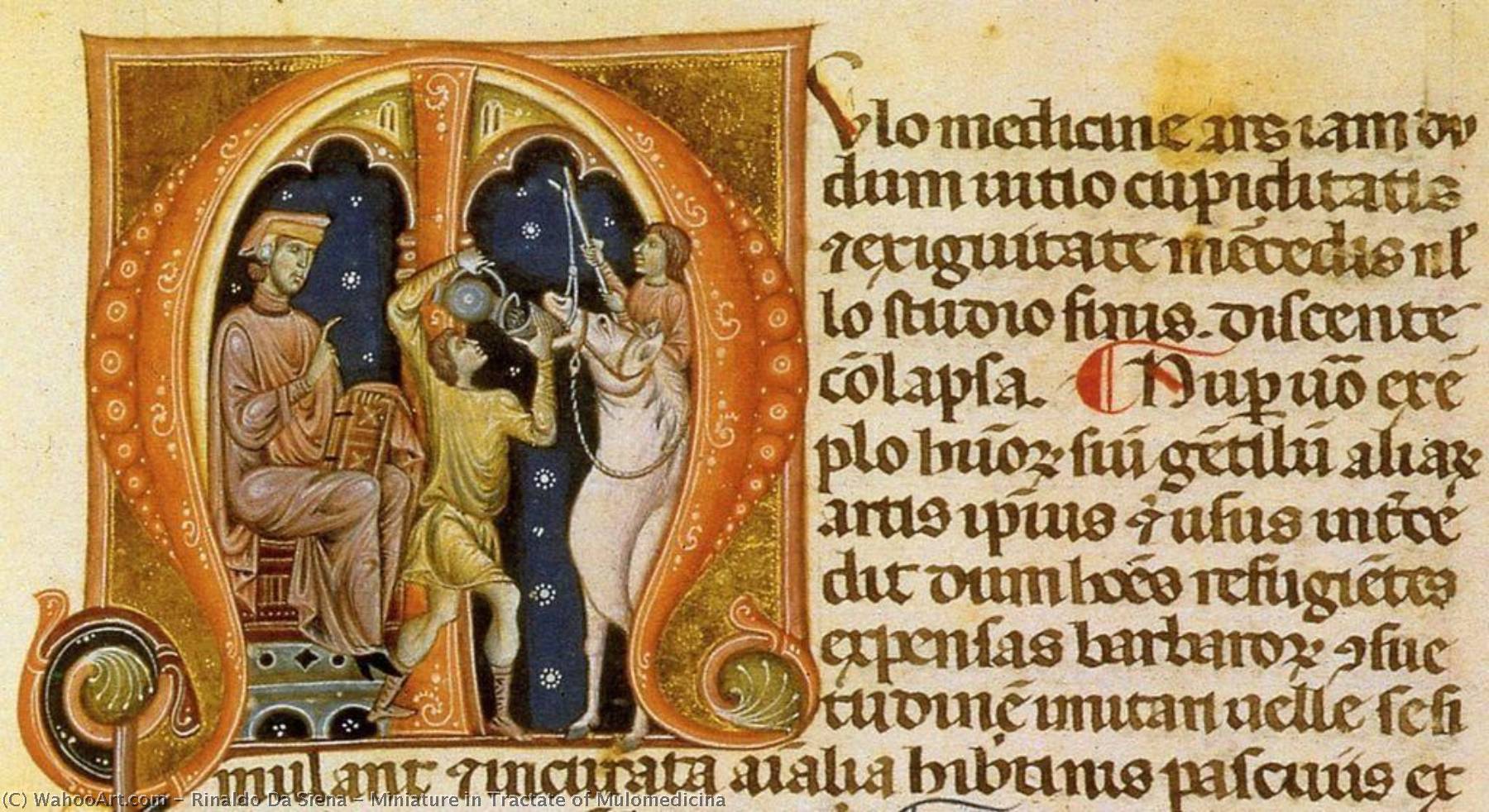 Miniature In Tractate Of Mulomedicina — Rinaldo Da Siena