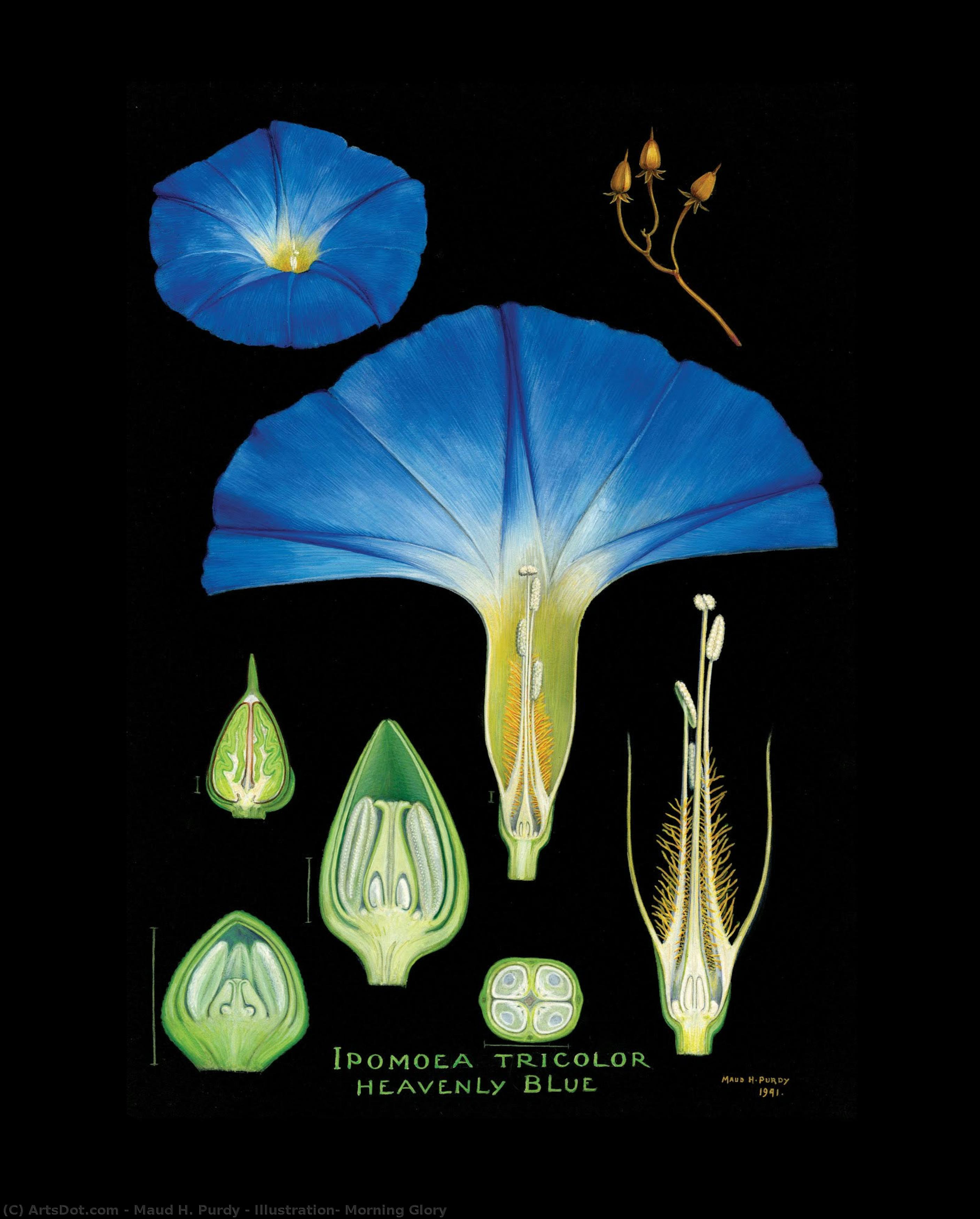 Illustration: Morning Glory — Maud H. Purdy