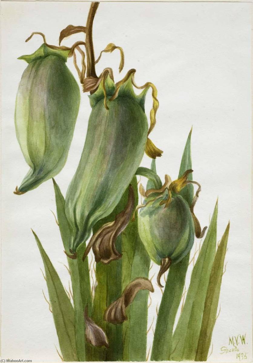 Spanish Bayonet (yucca Baccata) — Mary Vaux Walcott