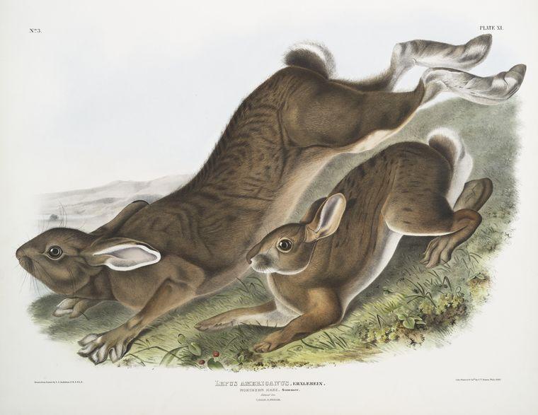 Lepus Americanus, Northern Hare. Summer. Natural Size. 1. Male, 2. Female — John James Audubon