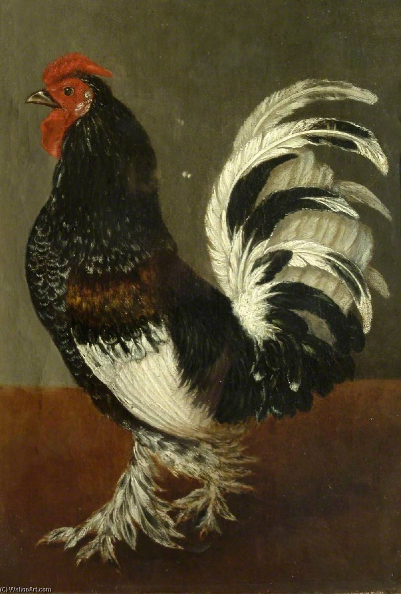 A Cockerel Facing Left — Stephen Elmer