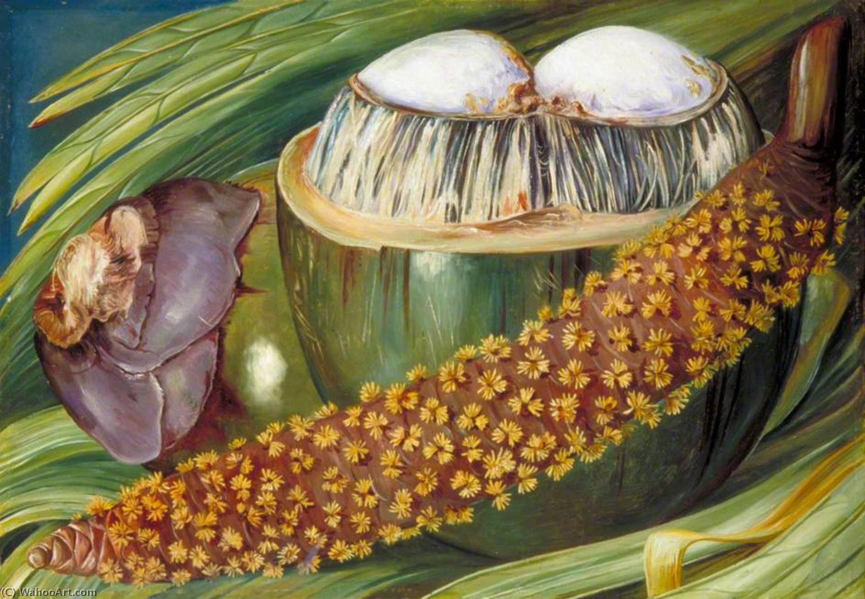 Inflorescencia Masculina Y Frutos Maduros Del Coco De Mer, Seychelles — Marianne North