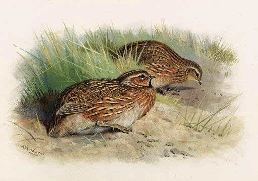 A Pair Of Quail — Archibald Thorburn