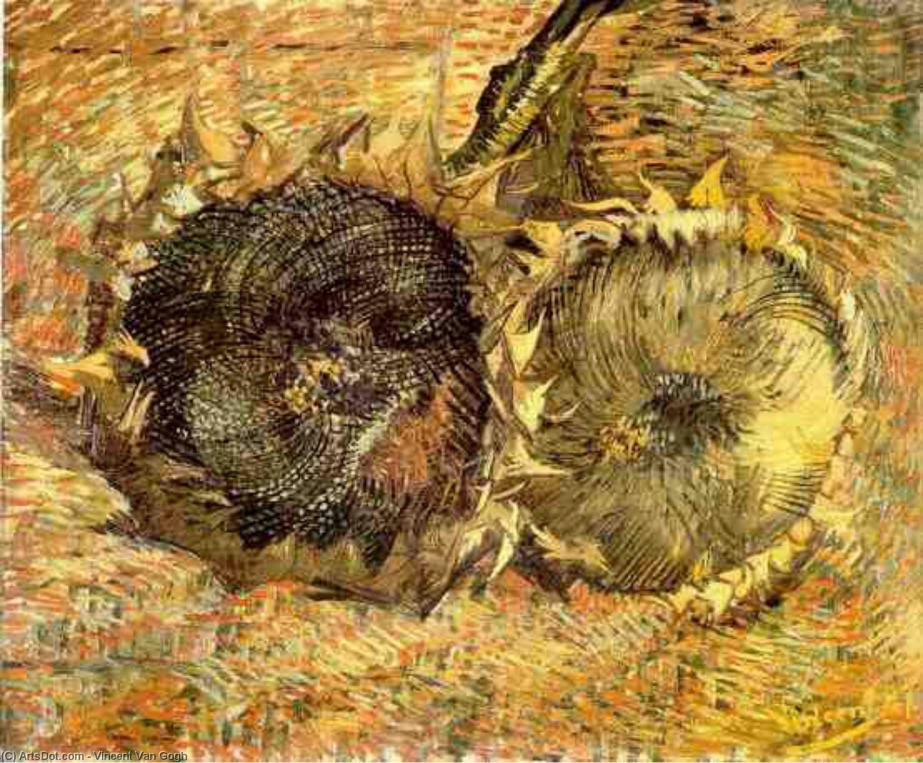 Two Cut Sunflowers 2 — Vincent Willem Van Gogh